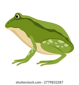 Green frog perched ready to leap, textured skin and bulging eyes, muscular hind legs coiled, predator and insect controller in marsh habitat, studio white