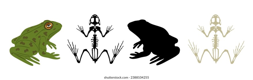 Green frog skeleton vector silhouette illustration isolated on white background. Animals anatomy. Zoology, anatomy of amphibian. Education frog body parts, toad skeleton structure. svg