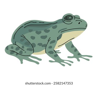 Green frog. Small amphibian. Animal in the wild. Nature and fauna. Vector illustration isolated on white background