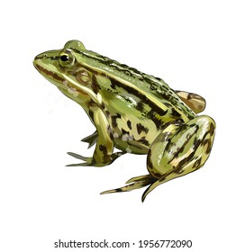 Green frog from splash watercolor  colored drawing  realistic  Vector illustration paints