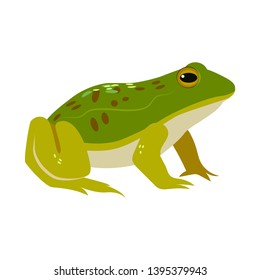 Green frog or toad with spots in a cartoon flat style.
.
