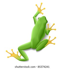 Green frog. Vector.