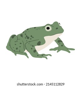 Green frog. Vector hand drawn illustration. Isolated on white background.