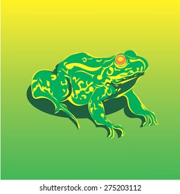 Green frog. Vector illustration.