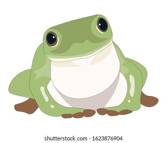 Green frog vector illustration isolated on white background