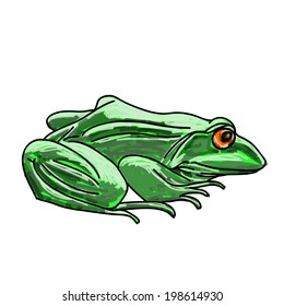 Green frog, vector isolated illustration.