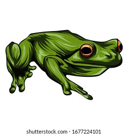 green frog vector with white background  