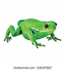 Green frog watercolor vector illustration Tropical and exotic wildlife Anuran Cartoon clipart for greeting cards or logo design Picture isolated on white background