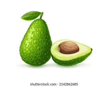 Green fruit avocado with section and ossicle. Ripe vegetable with green leaf, isolated white background, Ingredient for Mexican Guacamole sauce. Eps10 vector illustration.