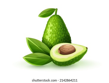 Green fruit avocado with section and ossicle. Ripe vegetable with green leaf, isolated white background, Ingredient for Mexican Guacamole sauce. Eps10 vector illustration.