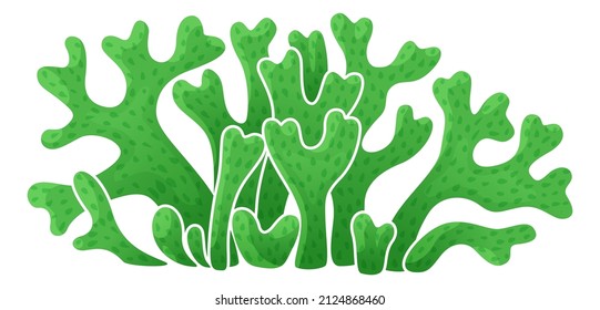 Green fucus. Marine seaweed flora. Aquarium algae