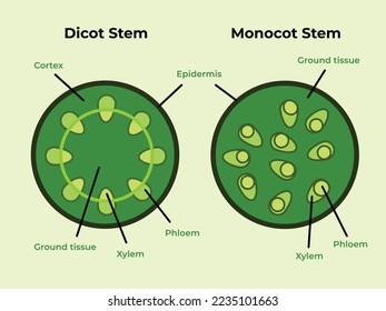 Green full colored dicot monocot stems plant structure isolated. Educational biology pictograms drawing with modern simple flat art with detailed descriptions. Vector illustration set collection.