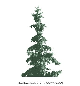 Green Fur-tree silhouette isolated on white background.