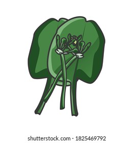 Hoja verde de genjer sobre fondo blanco