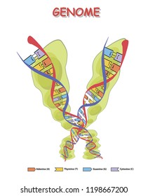 Green genome with colore DNA isolated on white background. genome sequence. Vector illustration.