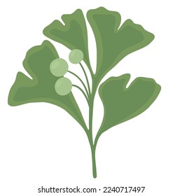 Green ginkgo biloba leaf with seeds in vector