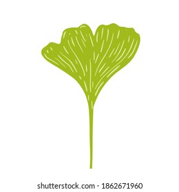 Green ginkgo isolated on white background. Tropical tree in doodle vector illustration.
