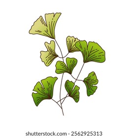 Green Ginkgo Leaf Branch Isolated on White. Vector Design Element Illustration.