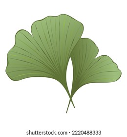 Green ginkgo leaves isolated on white background. Vector illustration for logo design, print, textile. Art on the theme of ecology and nature