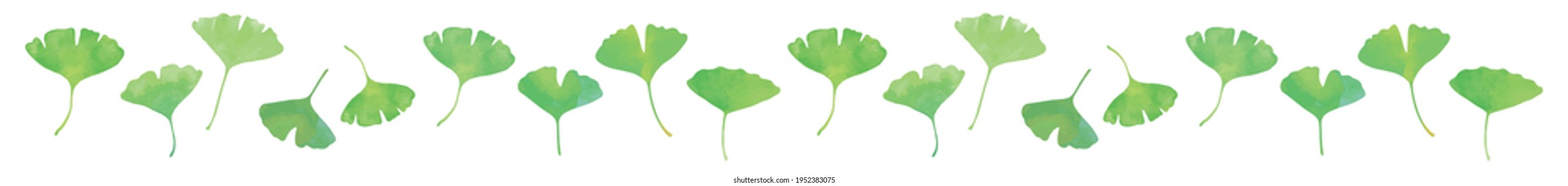 Green ginkgo leaves. Watercolor painting. Line Material