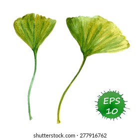 Green ginkgo leaves. Watercolor vector