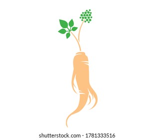 Green ginseng. Vector illustration. Ginseng root leaf and berries on white background