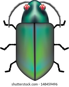 green glossy bug isolated on white background 