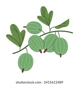 Green gooseberries. Wild forest gooseberry, edible fresh berries flat vector illustration. Juicy delicious gooseberry