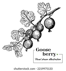 Grüne Gooseberry-Handgezeichnete Vektorgrafik
