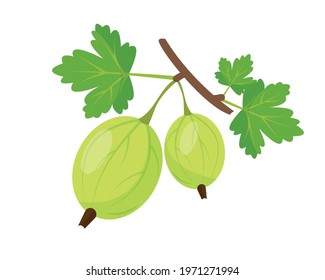 Green gooseberry icon isolated on white background. Gooseberies on branch with leaves. Vector illustration.