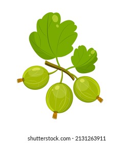 Green gooseberry with leaves on branch. Bunch of green summer bush berries.