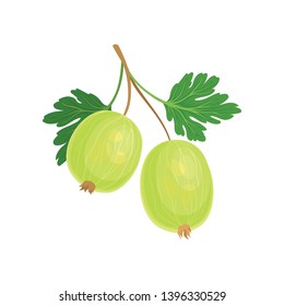 Green gooseberry on the stem. Vector illustration on white background.