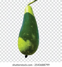 Calabaza verde sobre fondo transparente