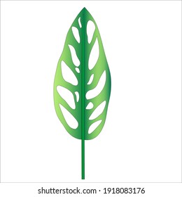Gradiente verde hoja de Monstera en una rama. Vector aislado en el fondo.