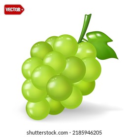 Green grape 3d vector isolated on white background, minimal style. vector illustration.