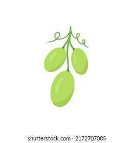 Green grape, berry. Vector Illustration for printing, backgrounds, covers, packaging, greeting cards, posters, stickers, textile and seasonal design. Isolated on white background.