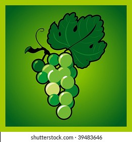Green grape bunch. Vector illustration.