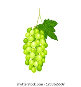 Green Grape Cluster with Ripe and Juicy Berries Vector Illustration