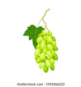 Green Grape Cluster with Ripe and Juicy Berries Vector Illustration