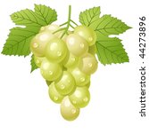 green grape cluster - vector illustration