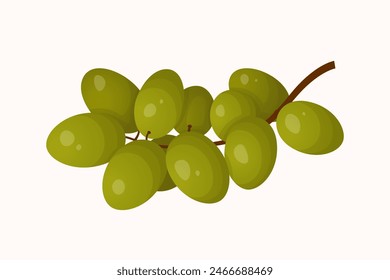 Green grape fruit isolated on white background. Vector illustration in realistic style. Food illustration. Colorful and juicy fruit