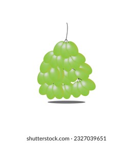 green grape illustration, vector grape illustration design