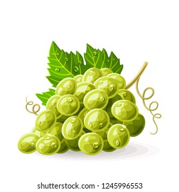 Green grape with leaf and drops of water on white. Vector illustration. No gradients