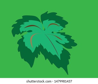 green grape leaf on green background