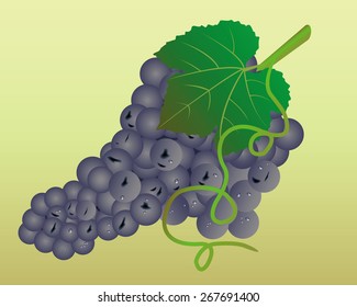 green grape leaf on a yellow background