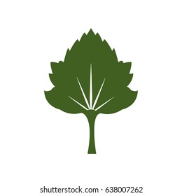 green grape leaves isolated on white background