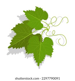 Green grape leaves with twirled tendrils. Wine making, gardening and agriculture. Cartoon vector isolated on white background