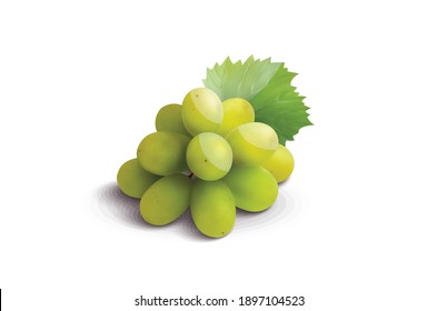 Grasa verde con hojas ilustraciones vectoriales aisladas en fondo blanco