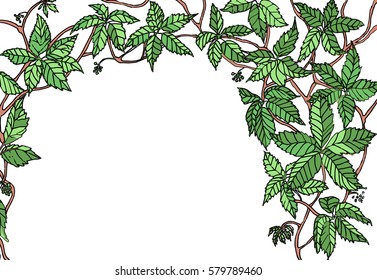 Green grape on an isolated background. Sketch hand drawn.