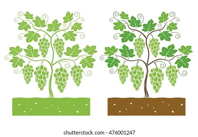 green grape plant with leaves